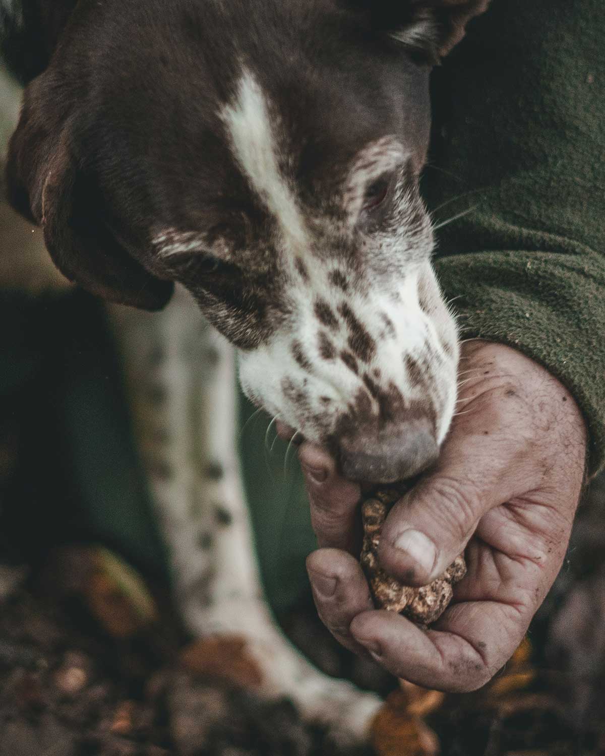 Caccia al tartufo