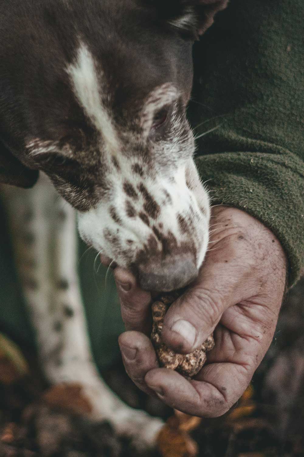 Caccia al tartufo